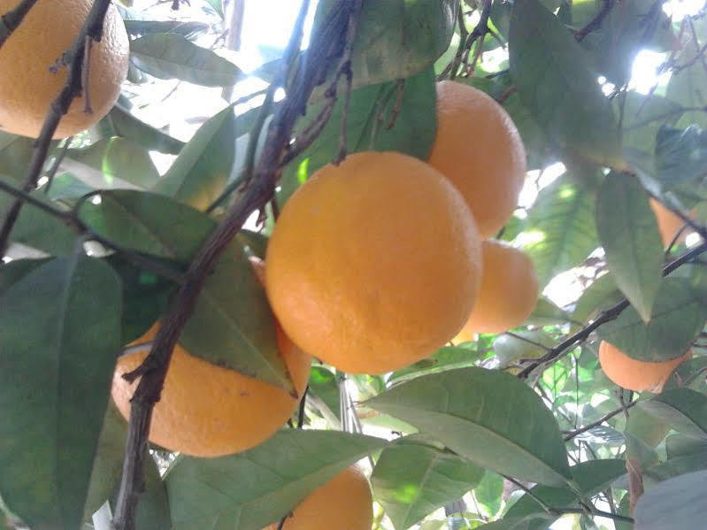 Alojamiento Rural El Valle Dúrcal Buitenkant foto